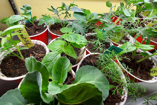 March 2025 Garden Report